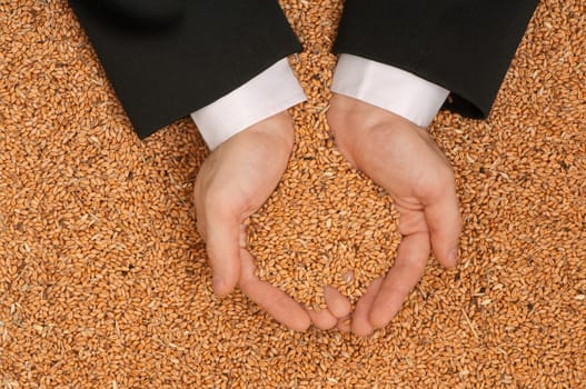 The businessman holds the grain for evaluating quality of the crop wheat