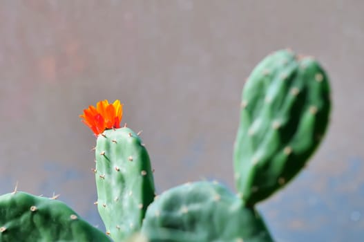 opuntia quiba