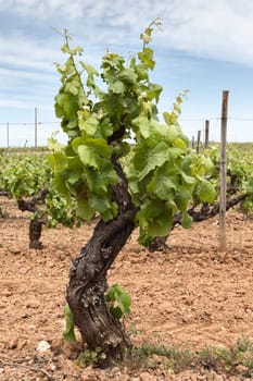 Old vines in the flowering season, Borba, Alentejo, Portugal