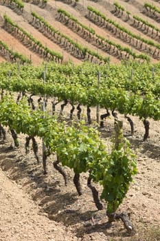 Vineyard in the fruit set season, Borba, Alentejo, Portugal