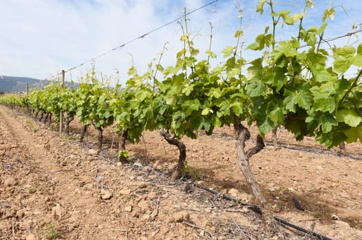 Vineyard in the fruit set season, Borba, Alentejo, Portugal
