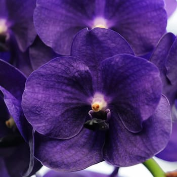 Orchids