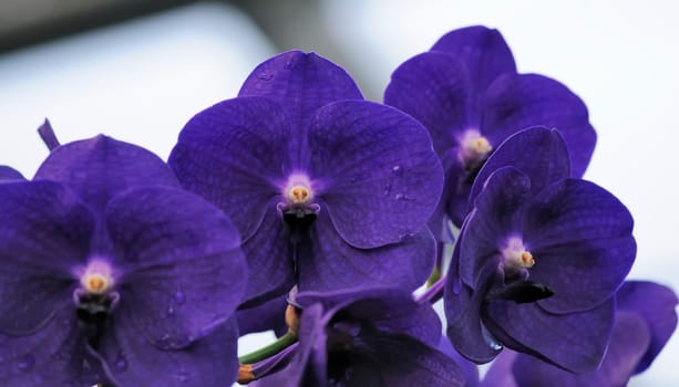 Orchids