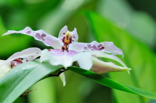 Orchids