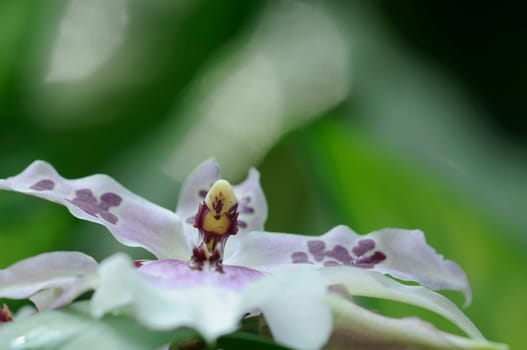 Orchids