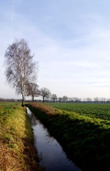 Eine Reihe von Birken entlang eines Wassergrabens bei leichtem Wind.
