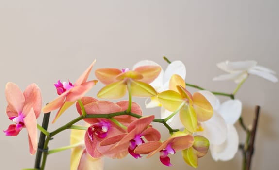 Colorful (white, yellow and orange) orchids with copy-space