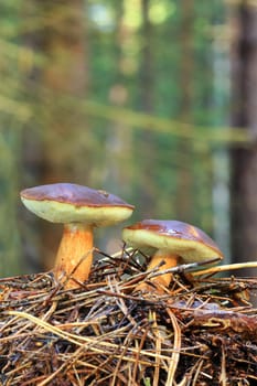 two brown mushrooms growing in pine needles in forest