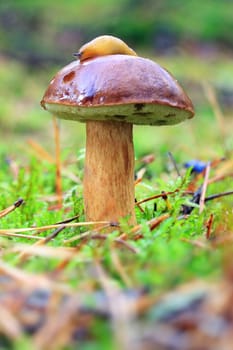 Boletus badius - growing in moss in the forest with slug