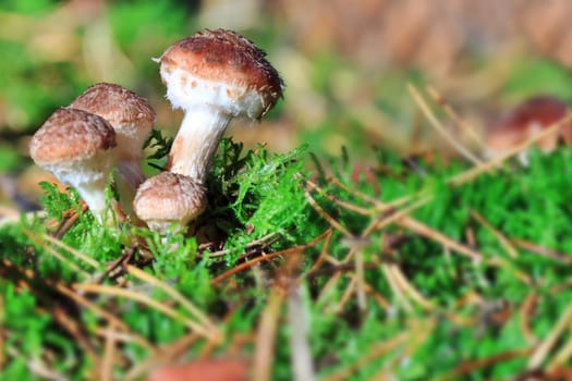 Armillaria mellea - growing in moss in the forest