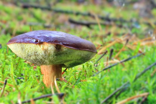 Boletus badius - growing in moss in the forest