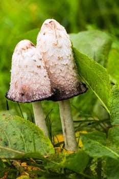 Mushroom Shaggy ink cap, Lawyer's wig, Shaggy mane or Coprinus comatus with Common sorrel in grassland in autumn