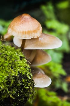 Close up small group of mushrooms on rainy day in autumn