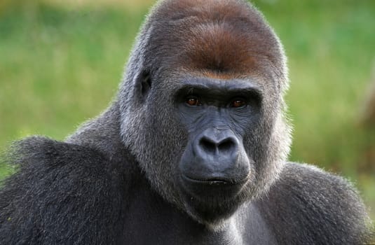 Gorilla Portrait