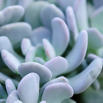Pachyphytum
