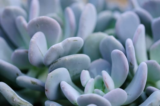 Pachyphytum