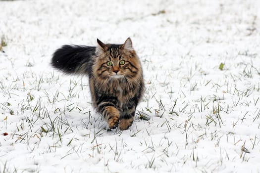 Norwegian cat in the snow
