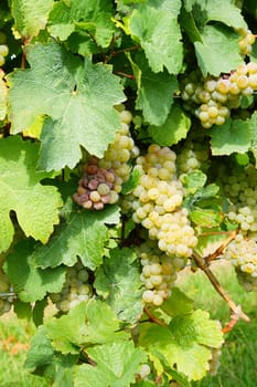 Grapes before harvesting