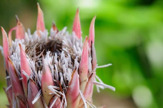 Protea