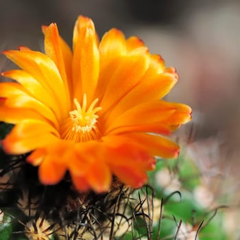 Parodia