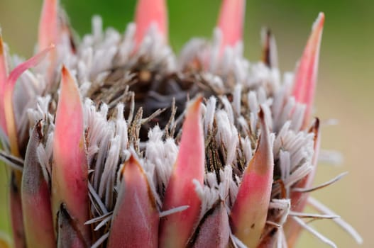 Protea