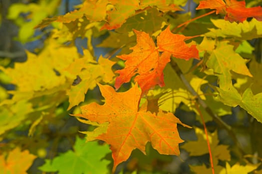 Autumn colorful background of maple leaves. Horizontally.