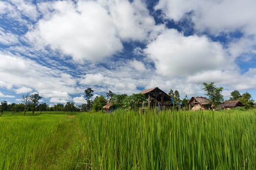 Rice field with cumulus clouds,Asian landscape in beautiful weather