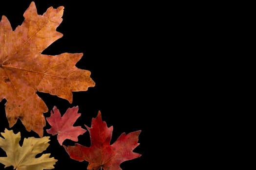 A collection of beautiful bright variegated colorful autumn leaves of deciduous trees. Maple and oak fall leaves. Isolated on black with copyspace. High quality photo