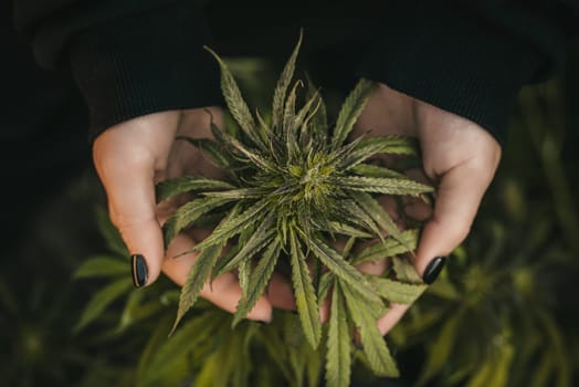 Medical marijuana plant in hands, top view. Harvest cannabis flower in close farming for medicine lab. High quality