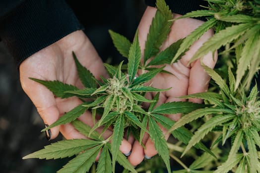 Medical marijuana plant in hands, top view. Harvest cannabis flower in close farming for medicine lab. High quality