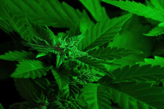 Harvest, mature cannabis plant with big leaves. Beautiful hemp, making drug from marijuana, dark room. High quality