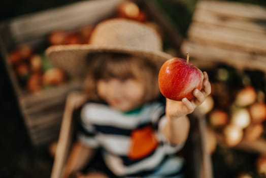 Little child in straw hat proposing, gives apple to camera. Boy sits in orchard. Son in home garden explores plants, nature in autumn countryside. Amazing scene. Love, harvest, childhood concept