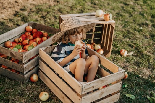 Cute little toddler boy eating ripe red apple in wooden box in orchard. Son in home garden explores plants, nature in autumn countryside. Amazing scene. Family, love, harvest, childhood concept