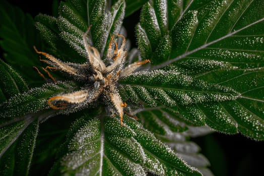 Extremely macro of cannabis hemp plant with trichomes. Cultivating marijuana, bud texture. Organic grow for medical use, treatment or studies. High quality