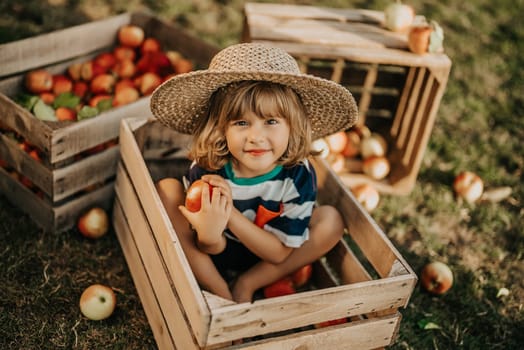 Cute little toddler boy holds ripe red apple in wooden box in orchard. Son in home garden explores plants, nature in autumn countryside. Amazing scene. Family, love, harvest, childhood concept