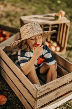 Cute little toddler boy eating ripe red apple in wooden box in orchard. Son in home garden explores plants, nature in autumn countryside. Amazing scene. Family, love, harvest, childhood concept