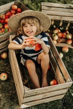 Cute little toddler boy holds ripe red apple in wooden box in orchard. Son in home garden explores plants, nature in autumn countryside. Amazing scene. Family, love, harvest, childhood concept