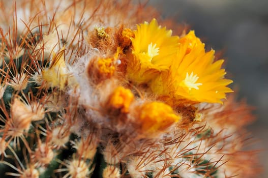thelocactus