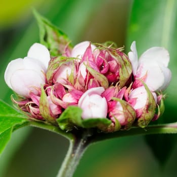 Flower of Fame
