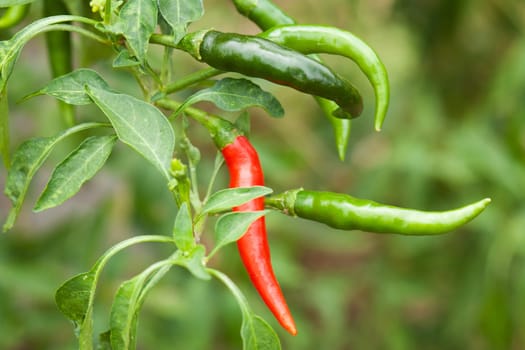 Chili,close-up of pods on a shrub in nature