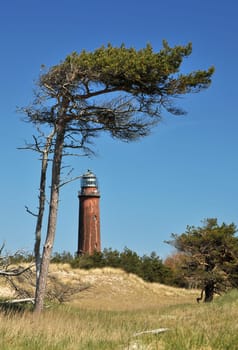 Windflüchter and lighthouse at Darßer Ort