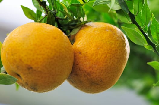 lemon