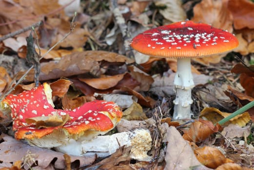 Two toadstools in the Kaufunger Forest