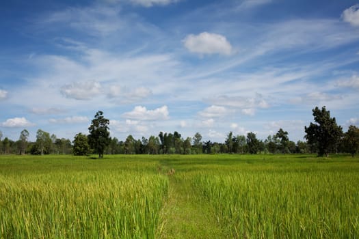Rice field in Asia,agricultural field with cumulus clouds