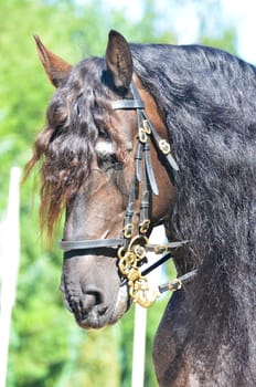 Head portrait of a beautiful powerful dun coloured draft horse with a carefully groomed mane and forelock participating at a horse show