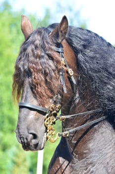 Head portrait of a beautiful powerful dun coloured draft horse with a carefully groomed mane and forelock participating at a horse show