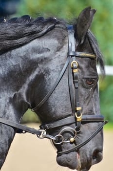 Head portrait in profile of a glossy well groomed black horse in a bridle with a braided and tied mane