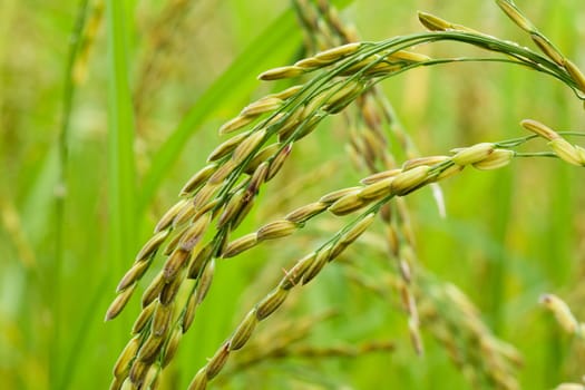 Rice,close-up of plant before harvest