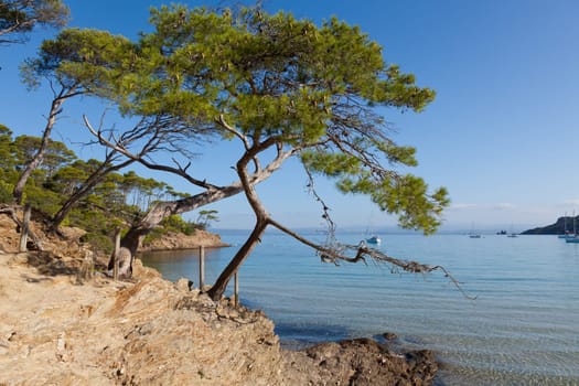 Porquerolles island  in south of France