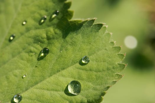 Lady's mantle Alchemilla vulgaris